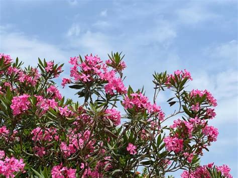 15,400+ Black Blossom Stock Videos and Royalty.